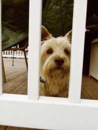 Cairn terrier pup looks between railing.