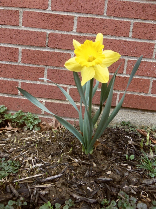 A single yellow daffodil flower.