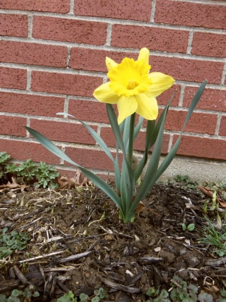 A single yellow daffodil flower.