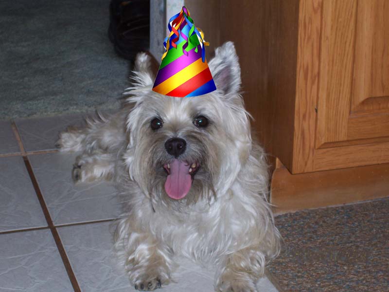 A smiling, happy Cairn terrier wearing a party hat.