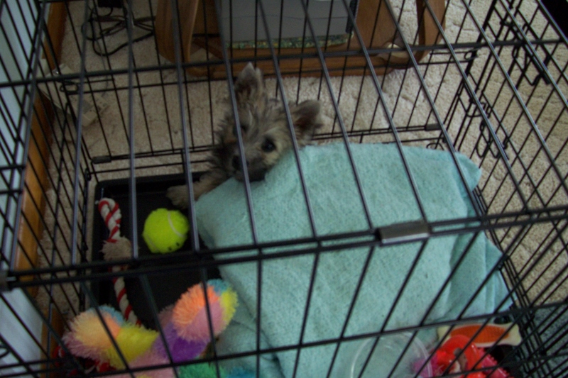 Tiny Cairn terrier puppy tucked into his kennel with his toys.