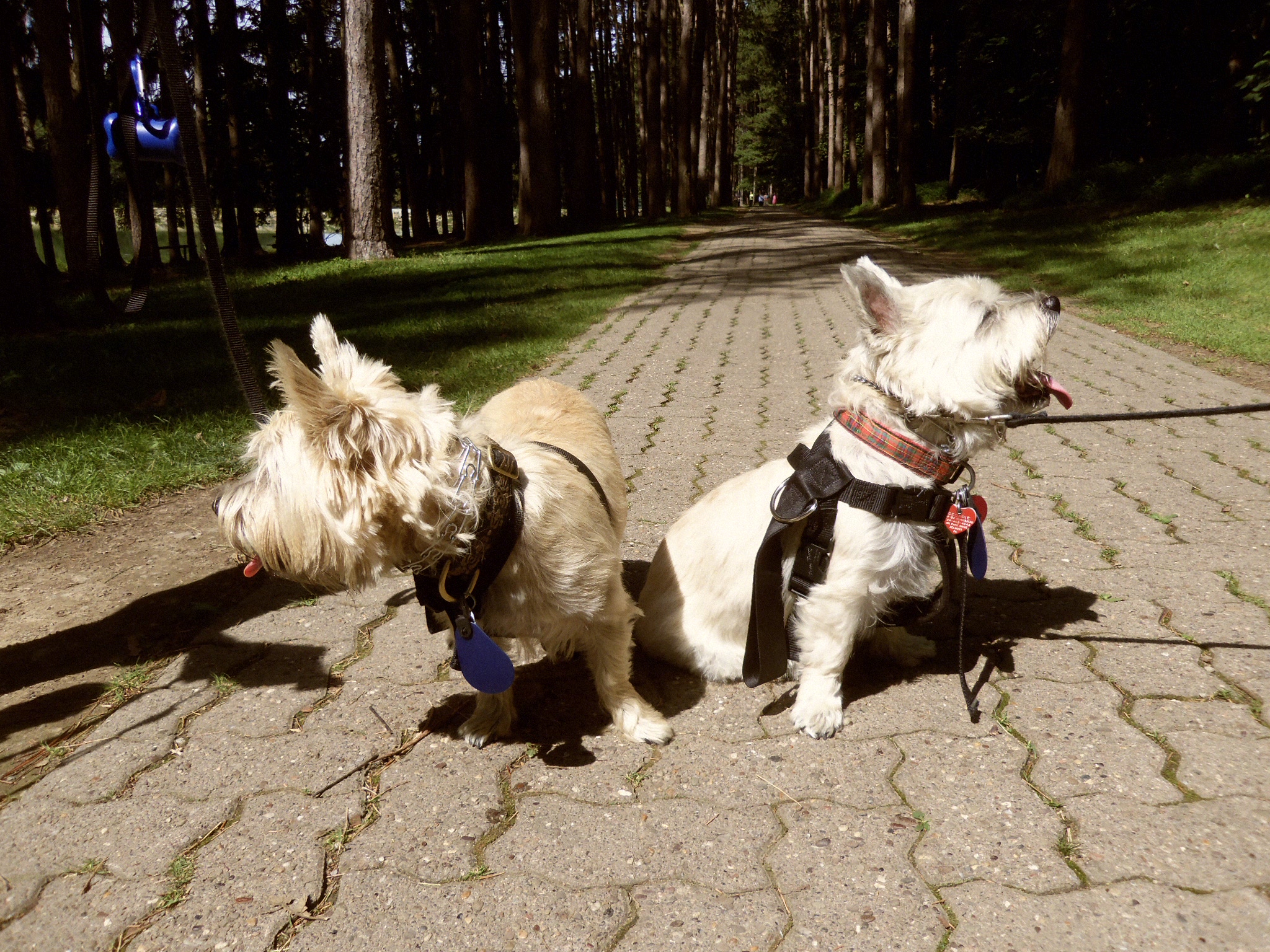 Two Cairn terriers refuse to look at the camera for their portraits.