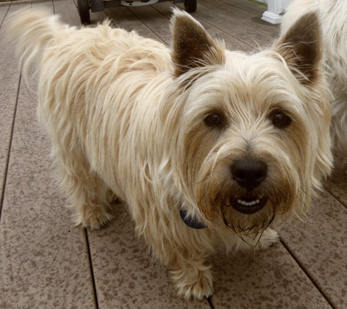 Smiling Cairn terrier boy.