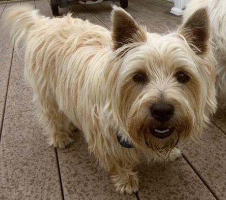 Smiling Cairn terrier boy.