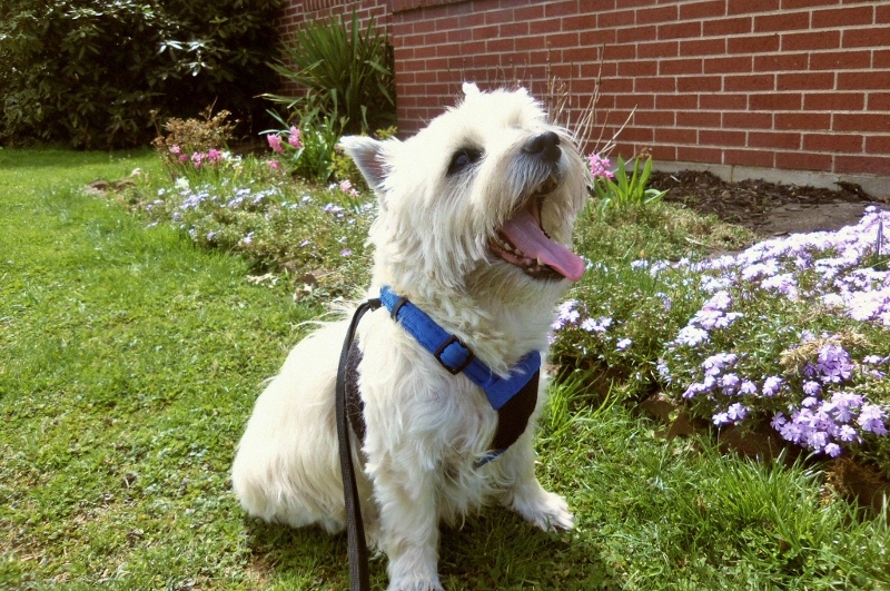Happy smiling Cairn terrier sitting next to flowers.