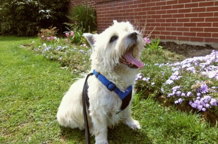 Happy smiling Cairn terrier sitting next to flowers.