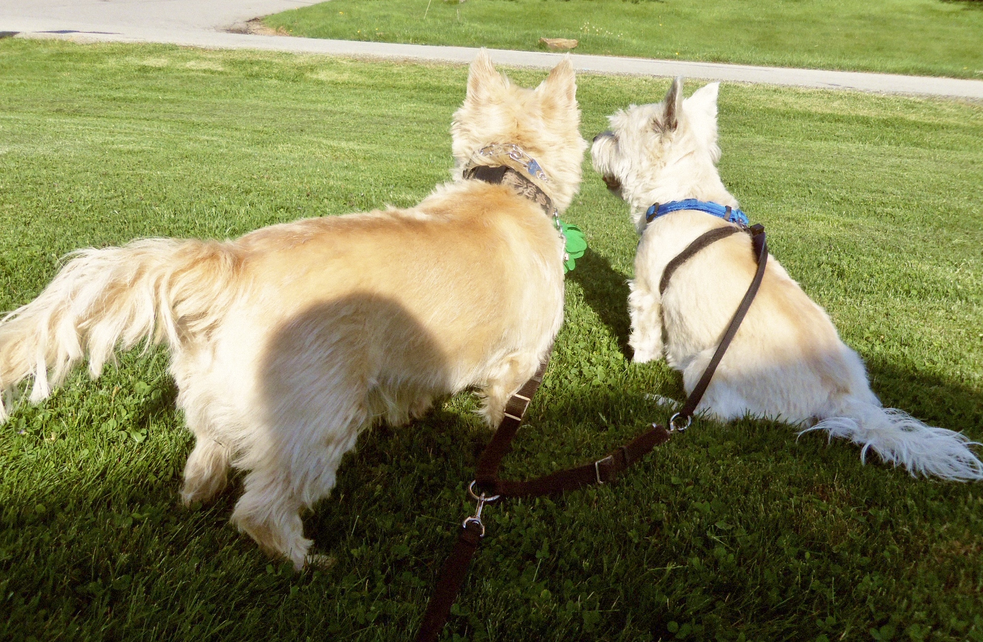 Two Cairn terrier brothers turn their backs to the camera as Mom tries to take a picture.