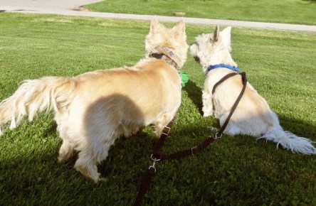 Two Cairn terrier brothers turn their backs to the camera as Mom tries to take a picture.