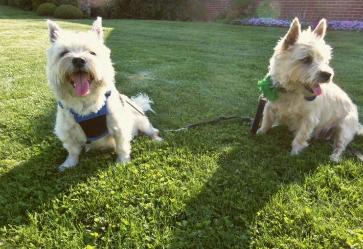 Two Cairn terriers sitting in the grass.