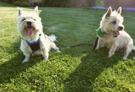 Two Cairn terriers sitting in the grass.