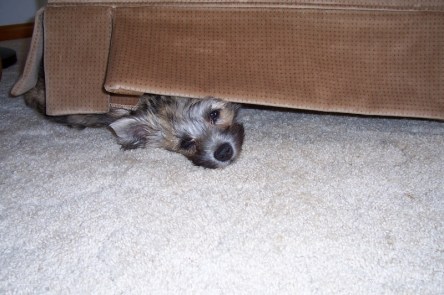 Carn terrier puppy hiding under a chair.