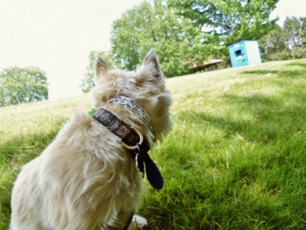 Cairn terrier turns his head away from the camera.
