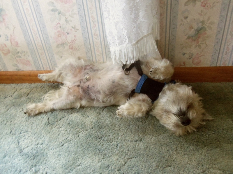 Cairn terrier sleeping upside down in undignified pose.