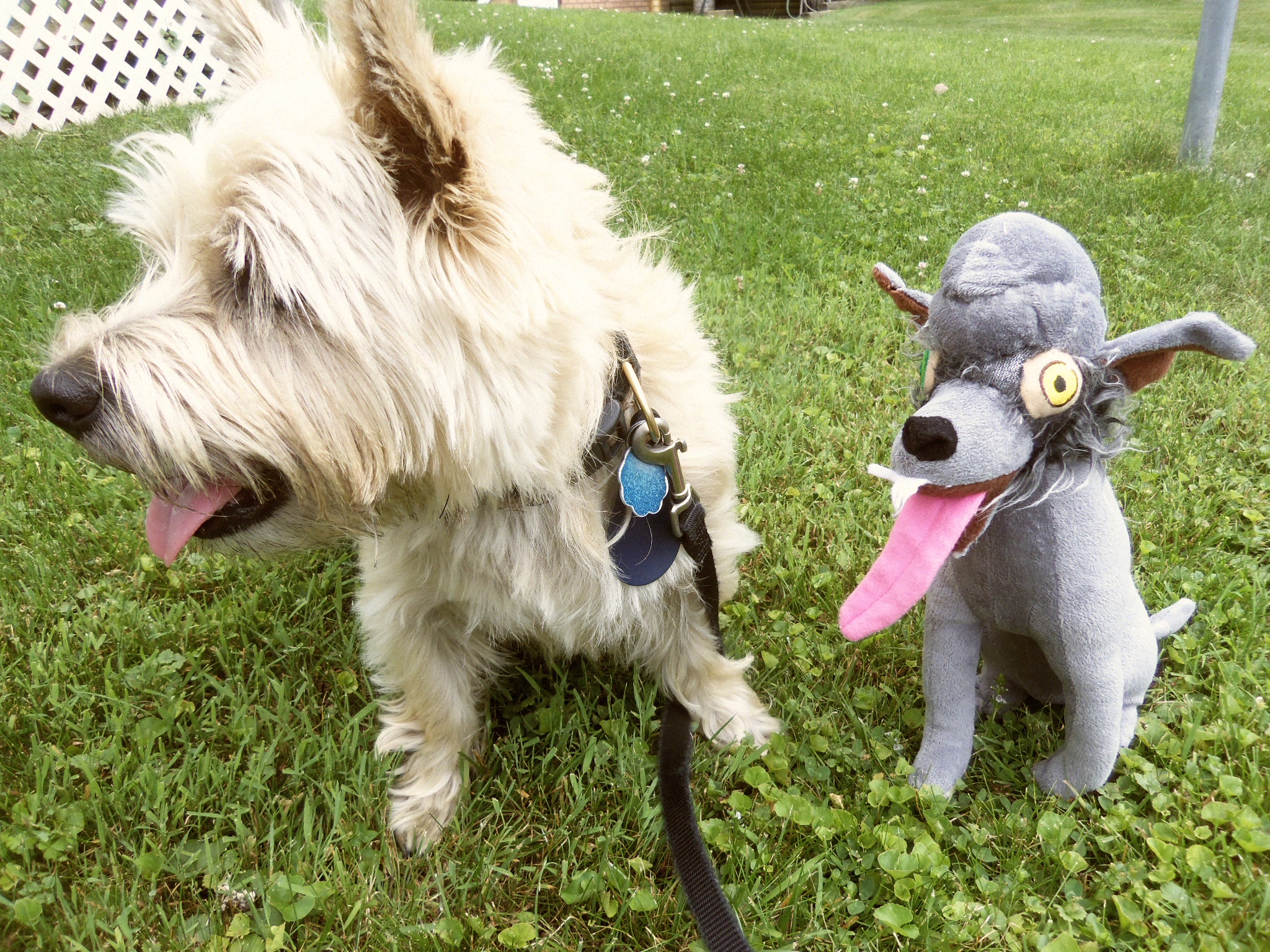 Toby and new stuffed girlfriend looking off into the distance.