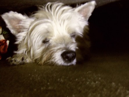 A very sick little dog.