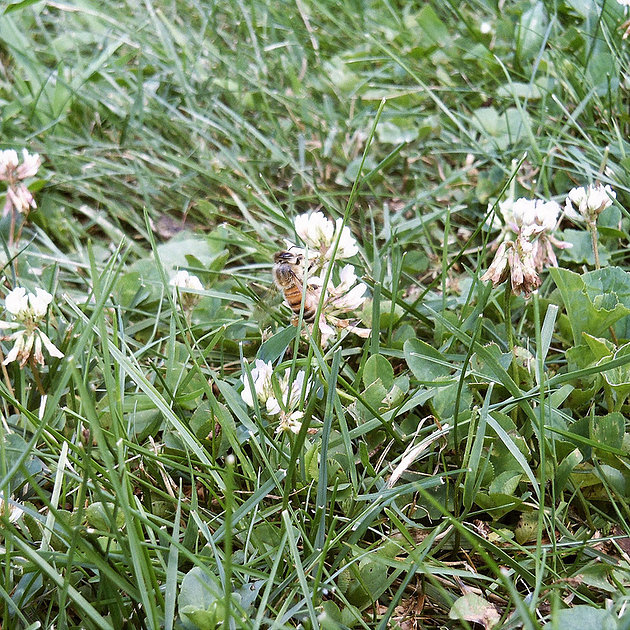 Honey bee climbing on clover.