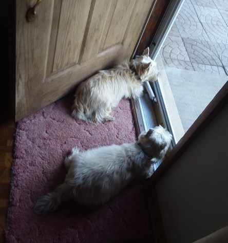Two Cairn terriers look out the front door.