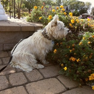 Cairn terrier sitting with marigolds.
