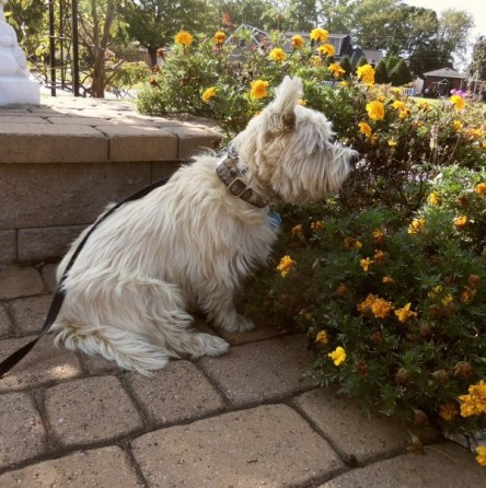 Cairn terrier sitting with marigolds.