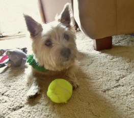 Terrier pups waits next to his tennis ball.