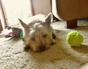 Bored terrier lies next to his tennis ball.