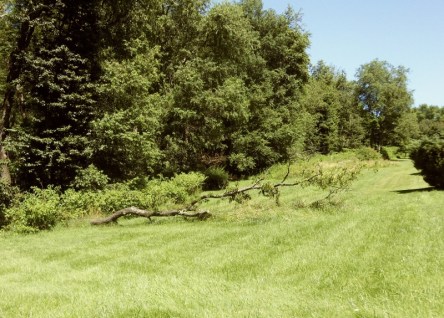 Tree growing although it has been knocked over.