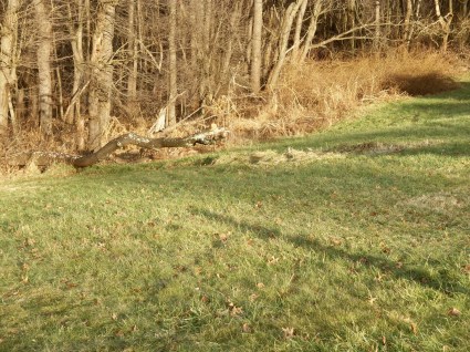 What is left of the sideways tree