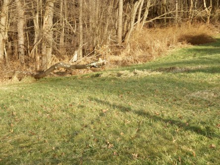 What is left of the sideways tree