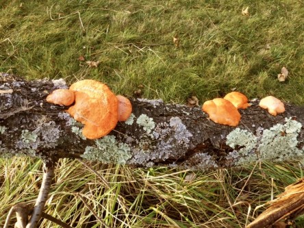 Orange fungus on tree trunk
