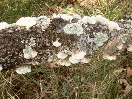 White fungus on tree trunk.