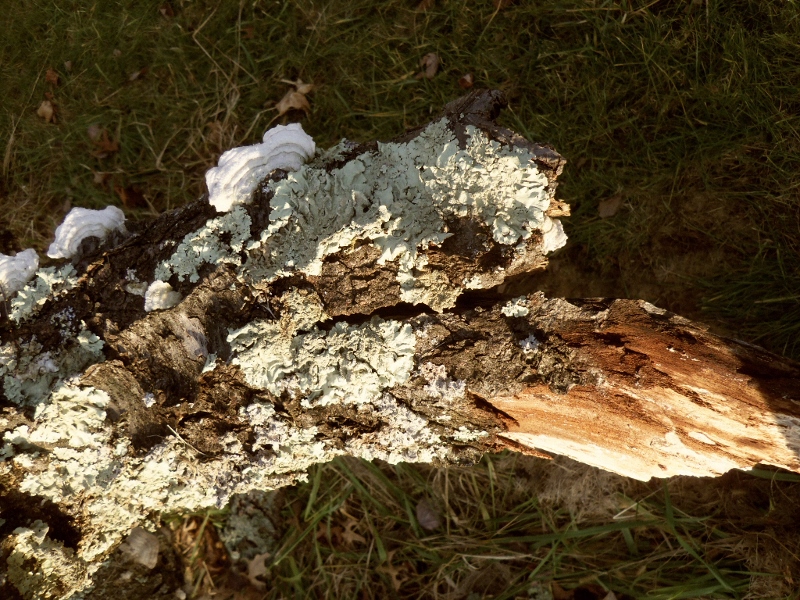 Blue green fungus