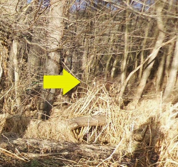 Deer butt running away
