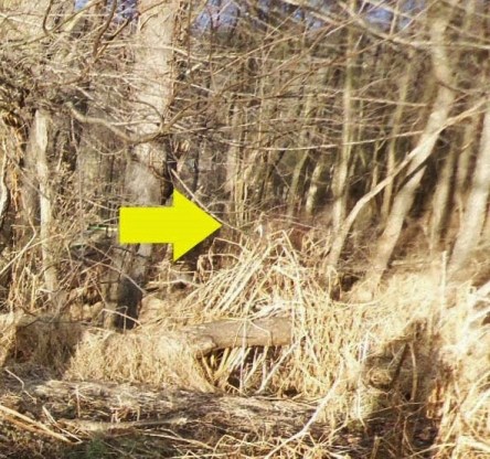 Deer butt running away