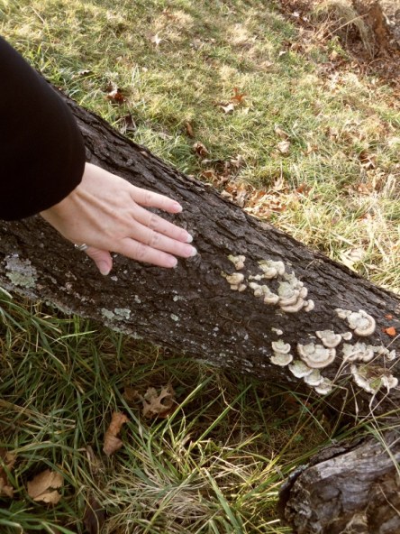 Hand used to determind scale of tree trunk
