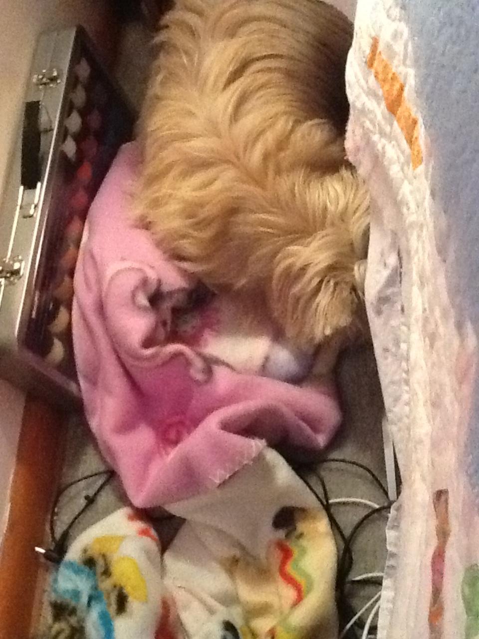 Cairn terrier sleeping on bedroom floor.