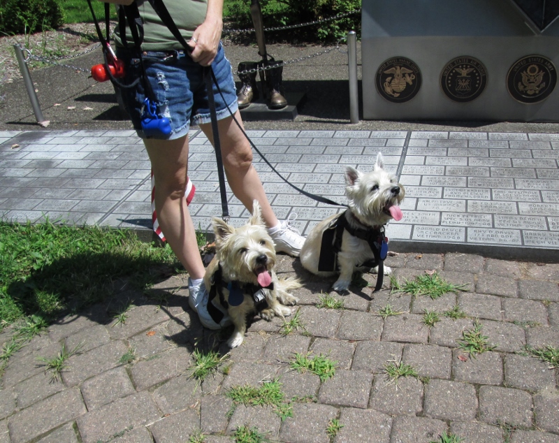 Two Cairn terriers pant in the sun.