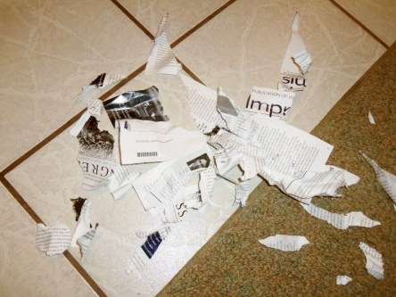 Pamphlet shredded by a puppy