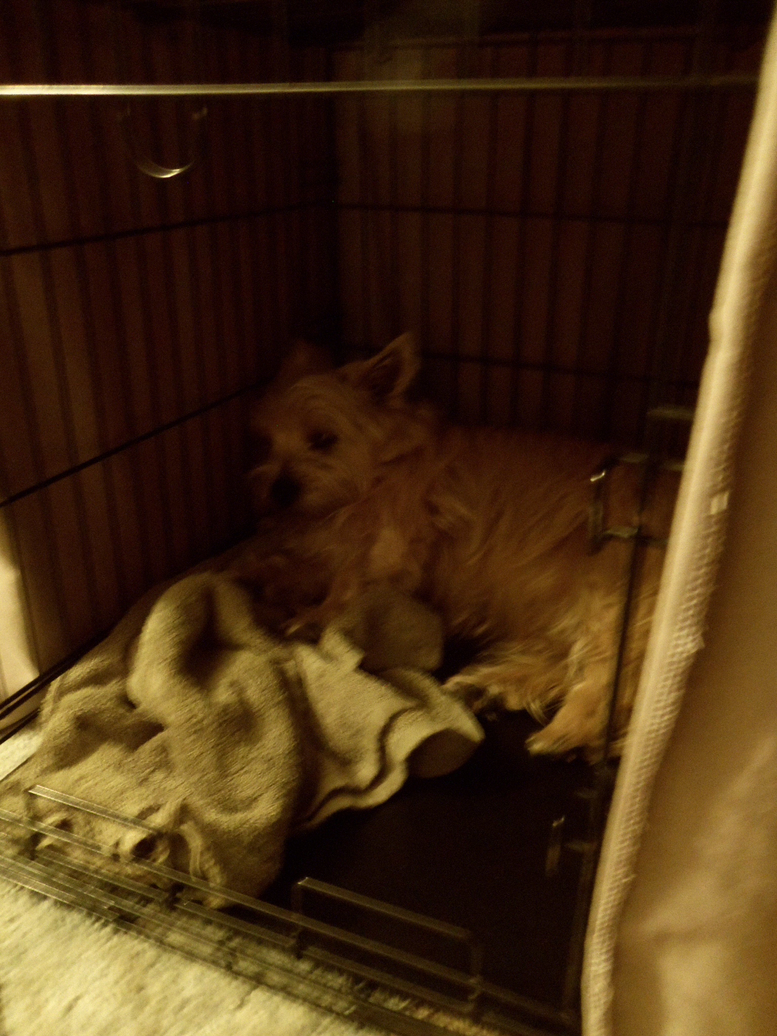 Puppy sleeping in the back of a kennel.