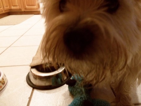 Dog photobombs picture with dish and toy in background