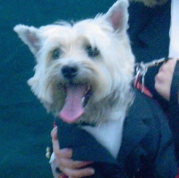 Frantic looking Cairn terrier