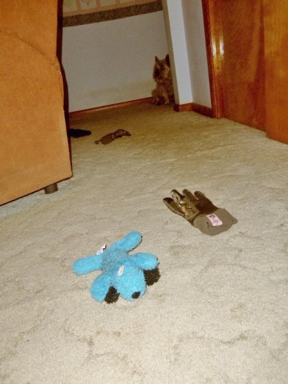 Blue puppy is to blame for the gloves on the floor.