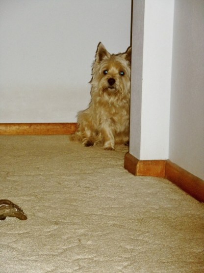 Terrier peeking around corner from his hiding place.