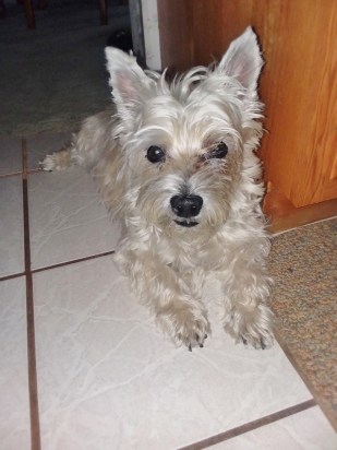 Cairn terrier sitting on tile floor