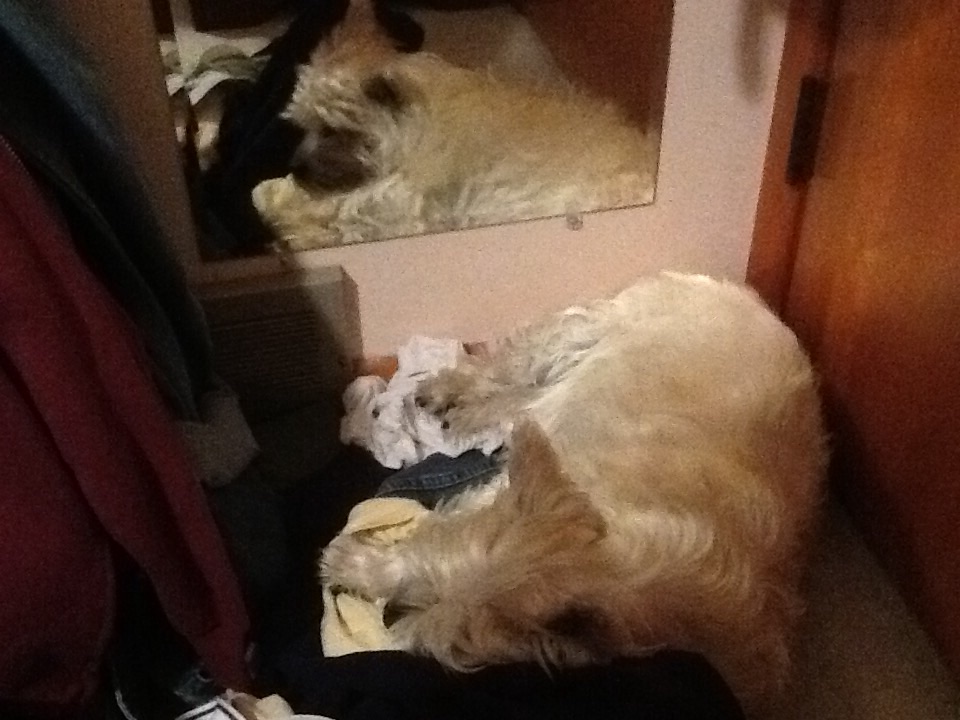Cairn terrier sleeping in dirty laundry
