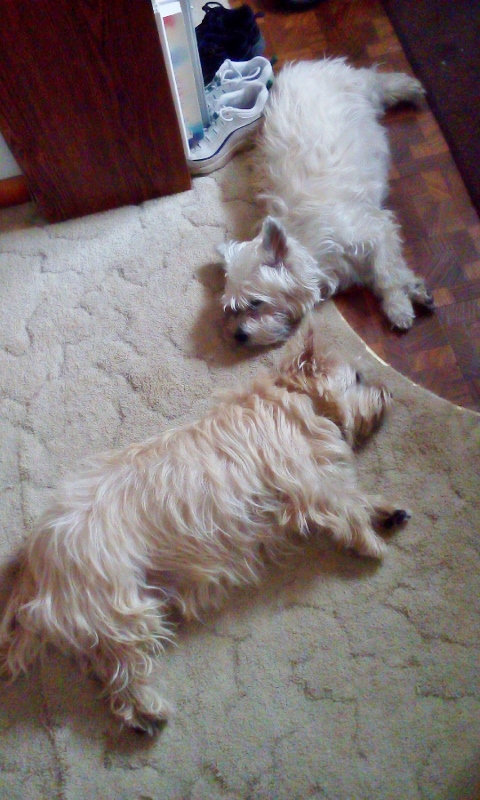 Two Cairn terriers asleep on the floor.