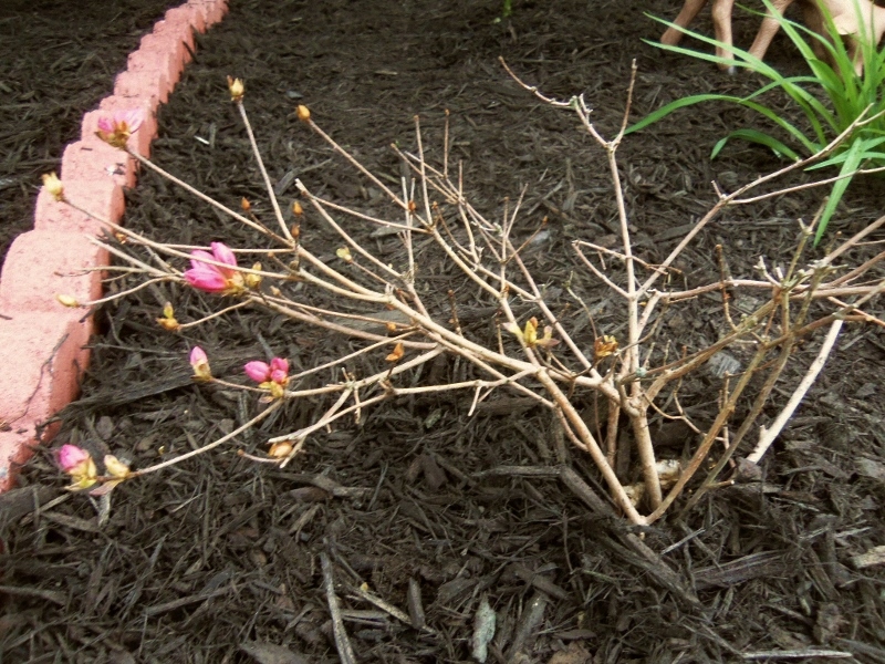 Very sad looking little azalea plant.
