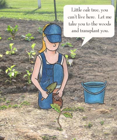 Little oak tree, you can't live here. Let me take you to the woods and transplant you,