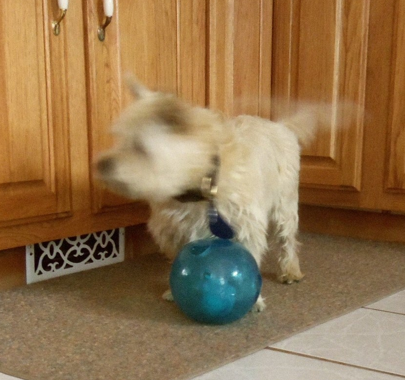 Blurry pic of puppy playing with toy.