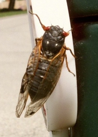 Close up image of cicadae.