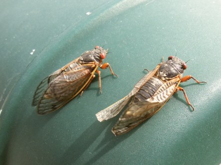 Two cicadae sunning themselves.